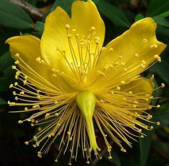 Flores.