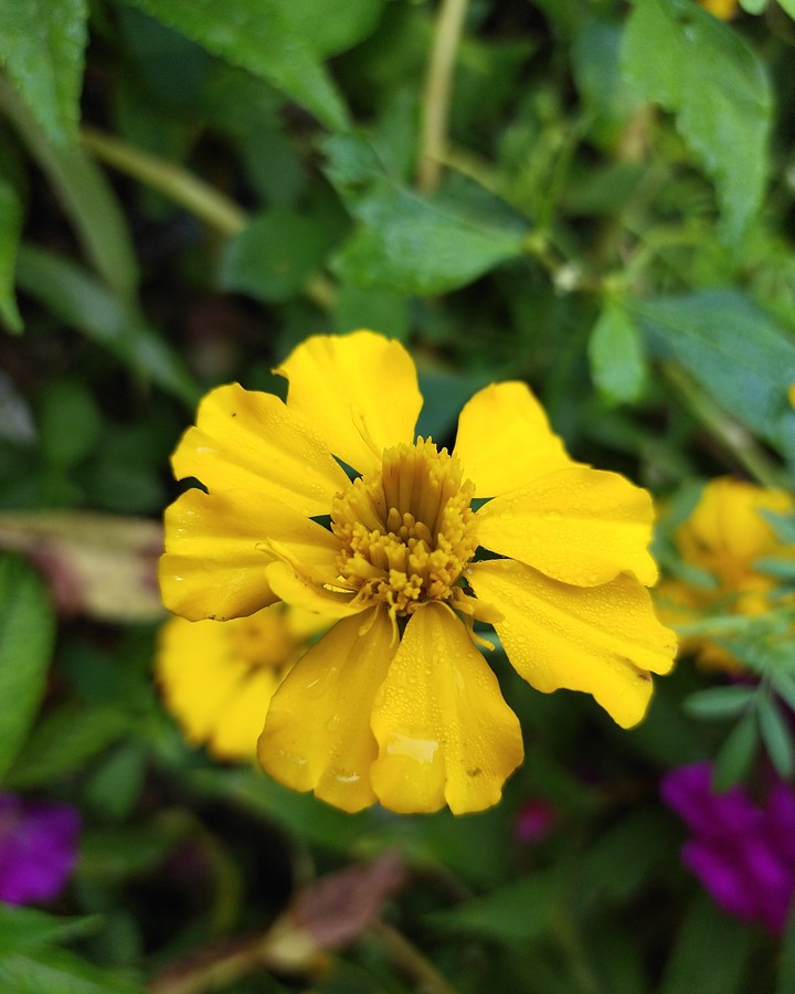 flower