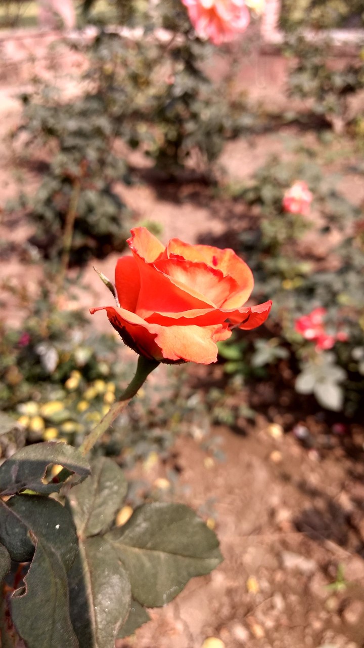 Roses are not red here!