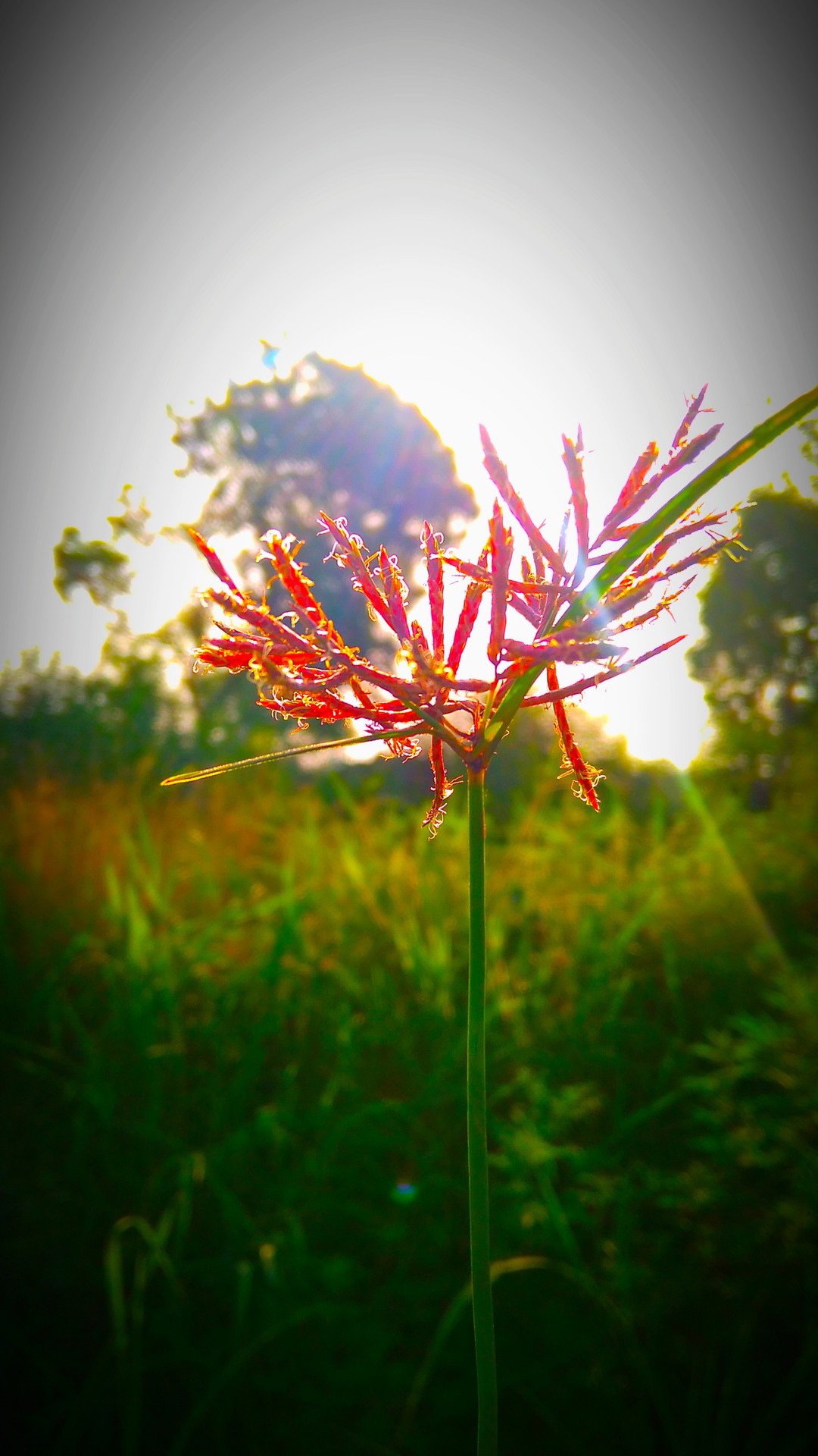 plant in forest
