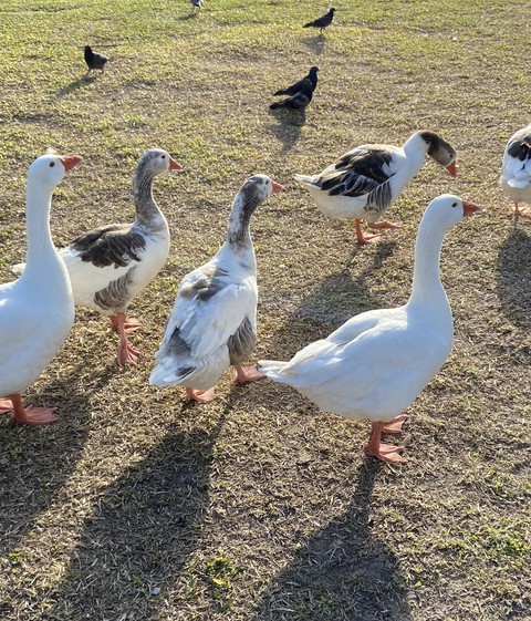 waterfowl, bird वॉलपेपर