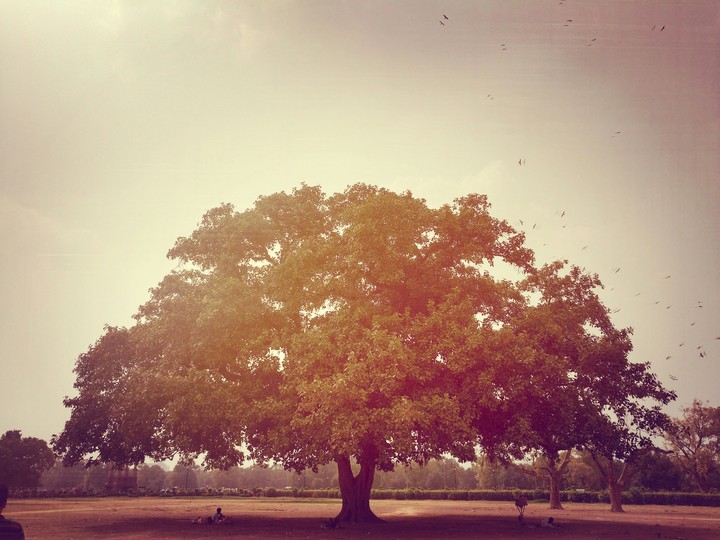 Tree