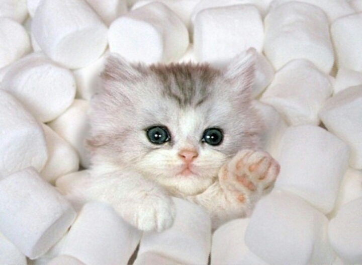 Котенок в зефирках
