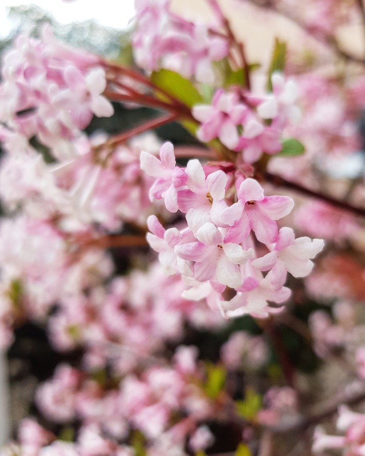 Touch of Spring