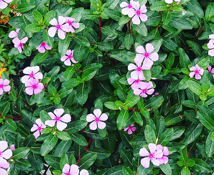 flower 1