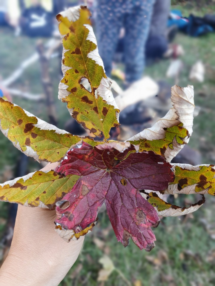 autumn