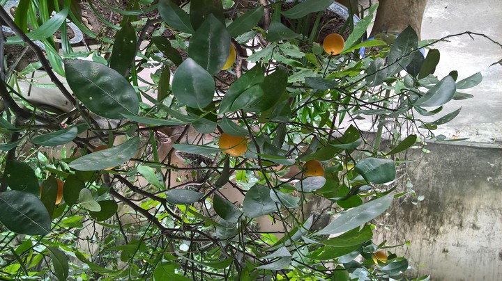 My fruits