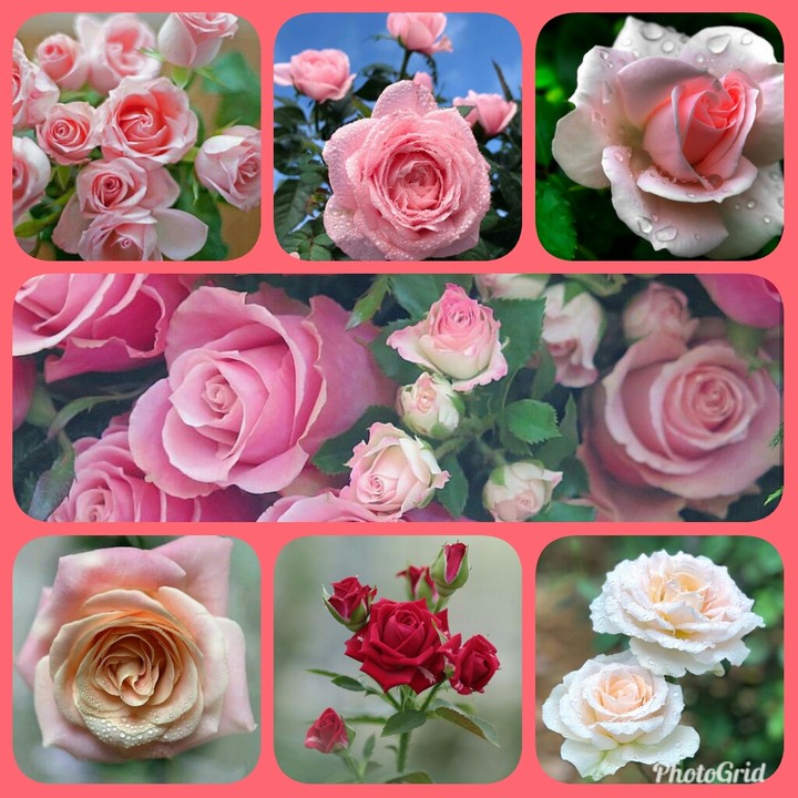 Roses