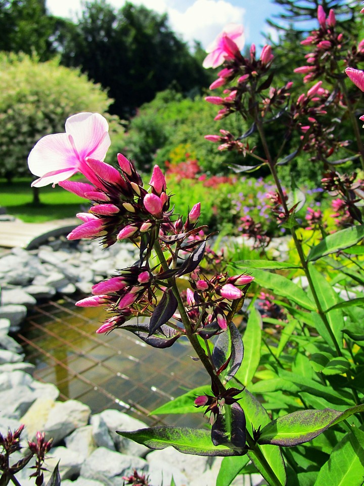 pink flower