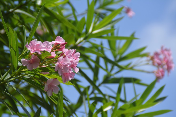 flower