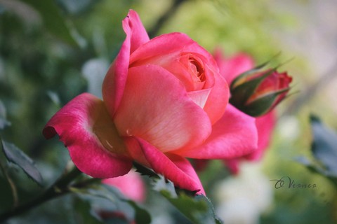 шпалери flowers, dream