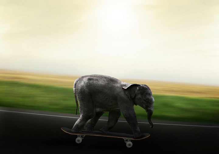 creativity with animals