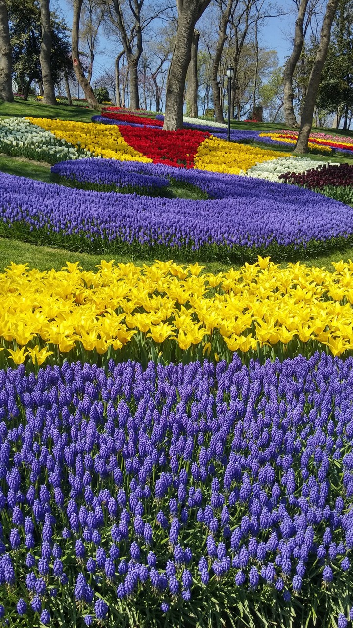 Tulip festival in Istanbul