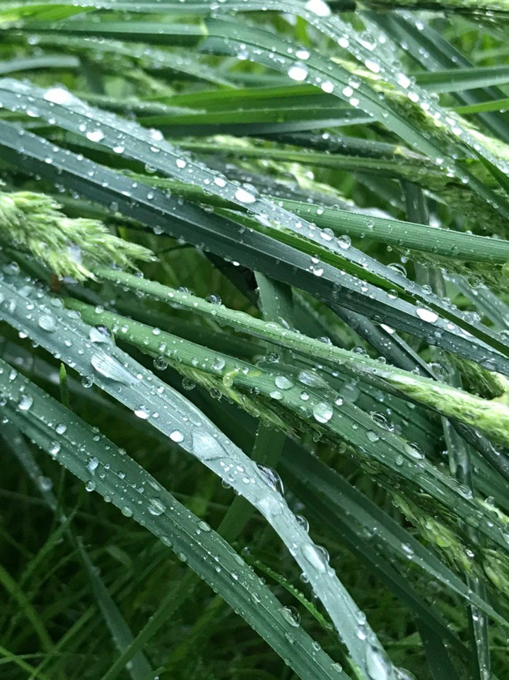 fresh green