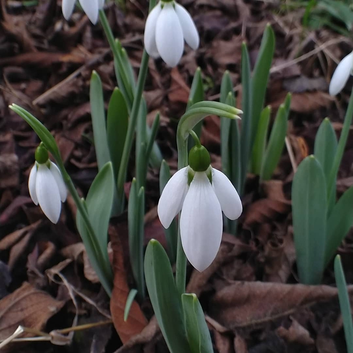 snowdrops