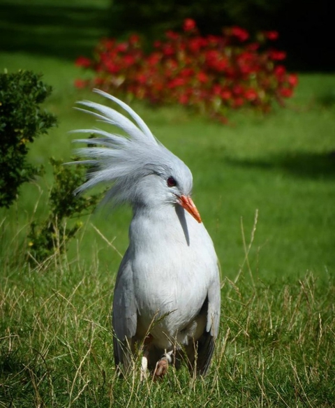 vertebrate, ciconiiformes achtergronden