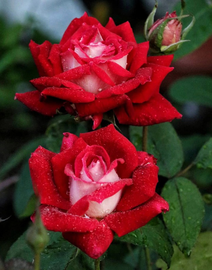 Roses