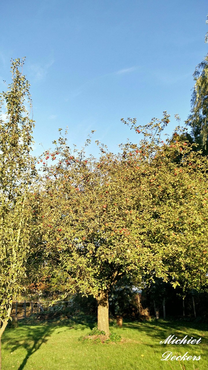 An apple tree full of beautiful red apples