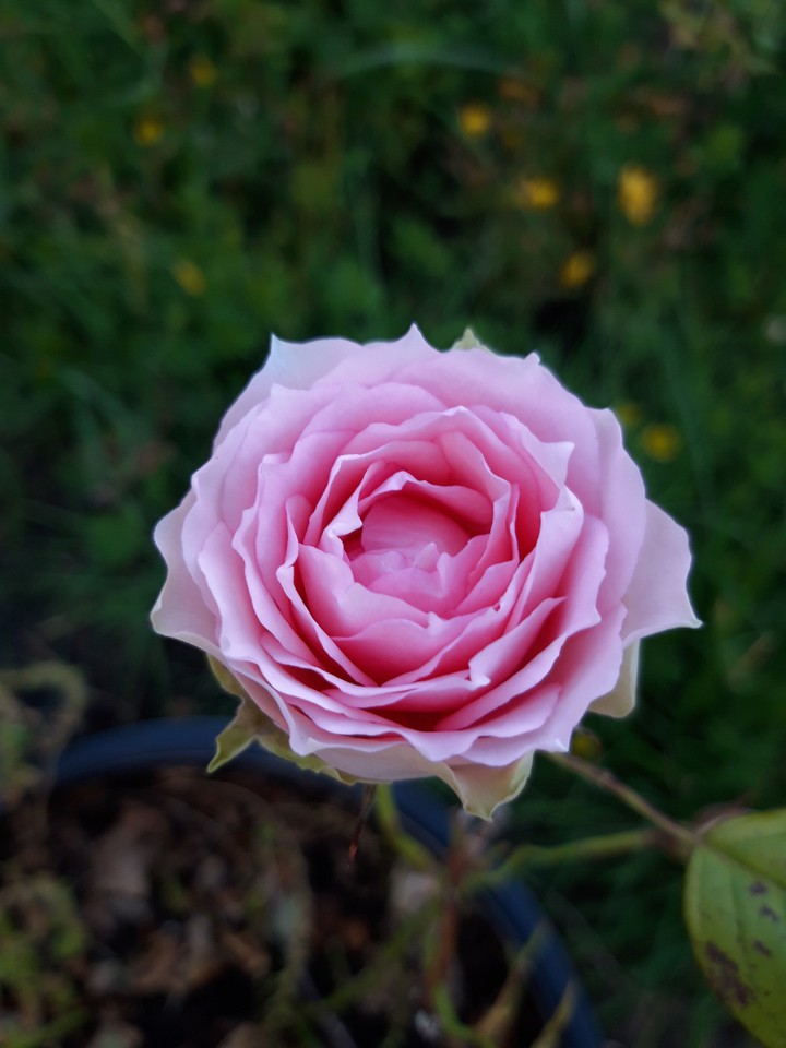 Rose again