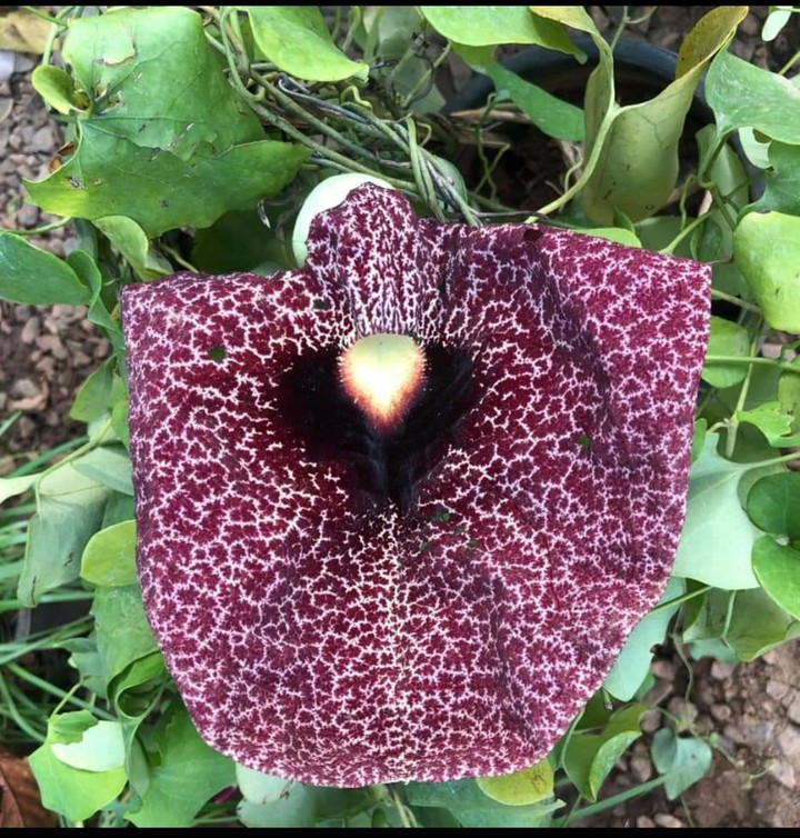 Duck Flower