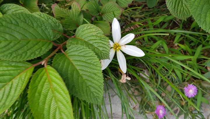 흰 꽃