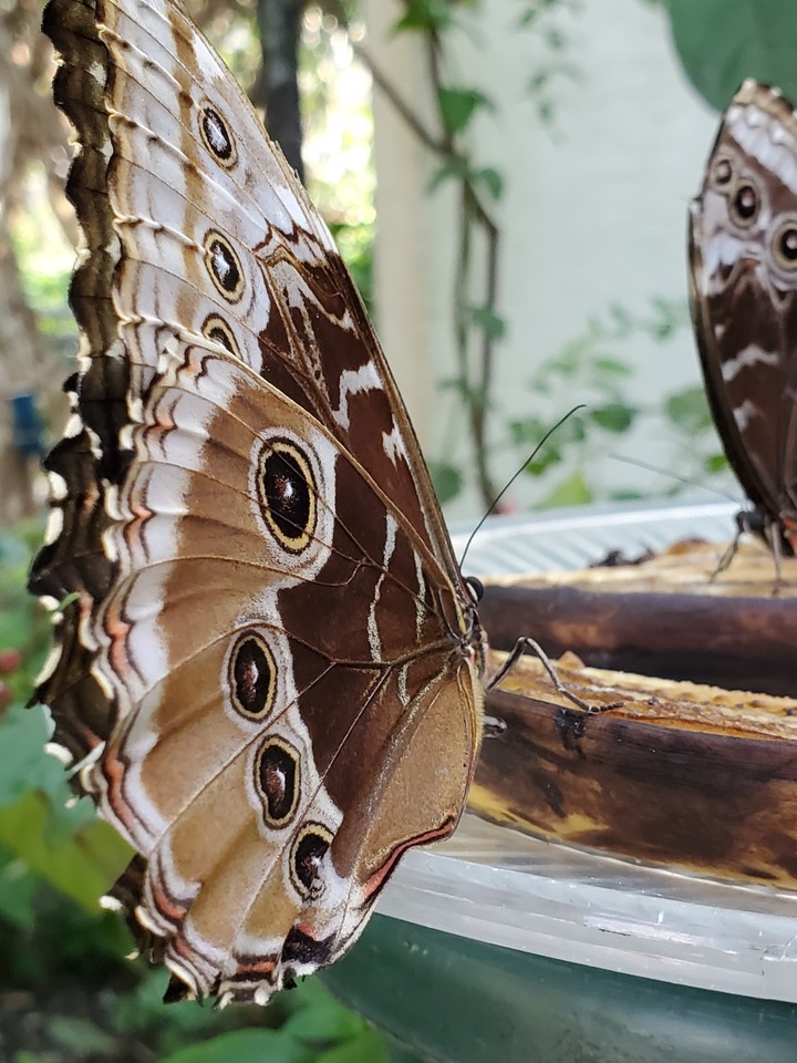 blue morpho butterfly