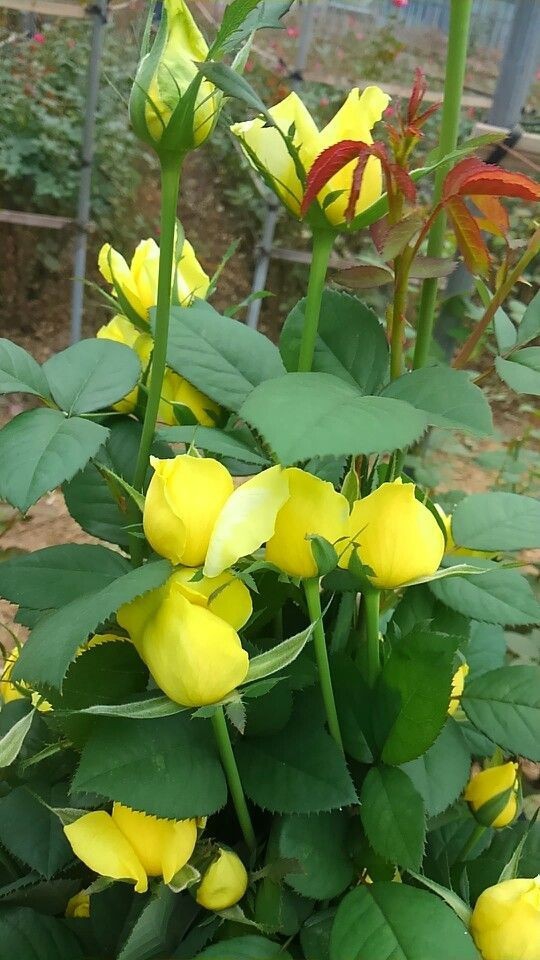 roses