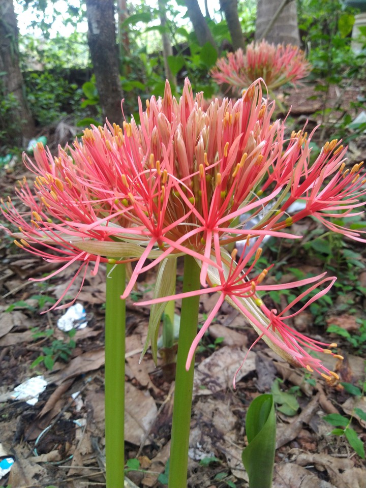 flower