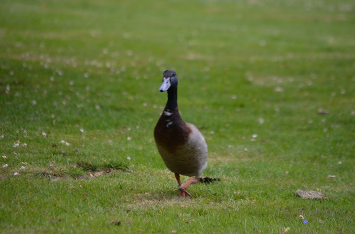Running duck