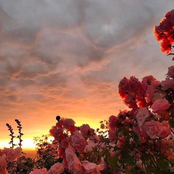 roses