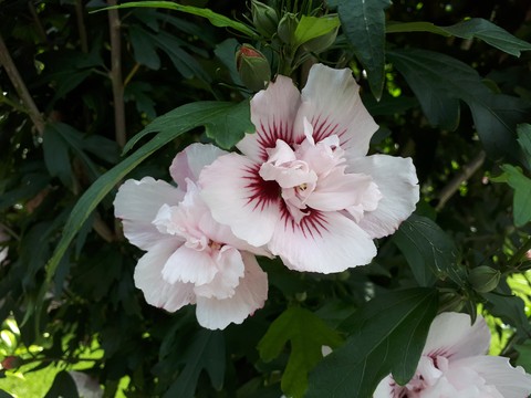 Pretty pink flowers