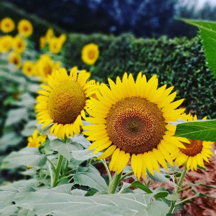 #sunflower