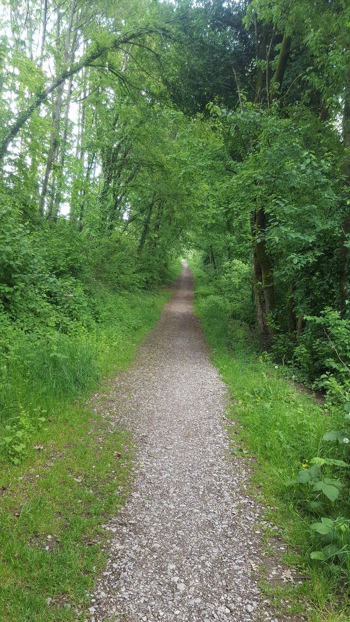 Waldweg/Forestway