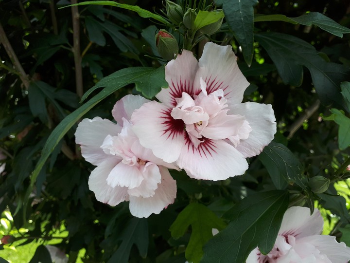 Pretty pink flowers