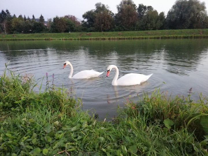 swan