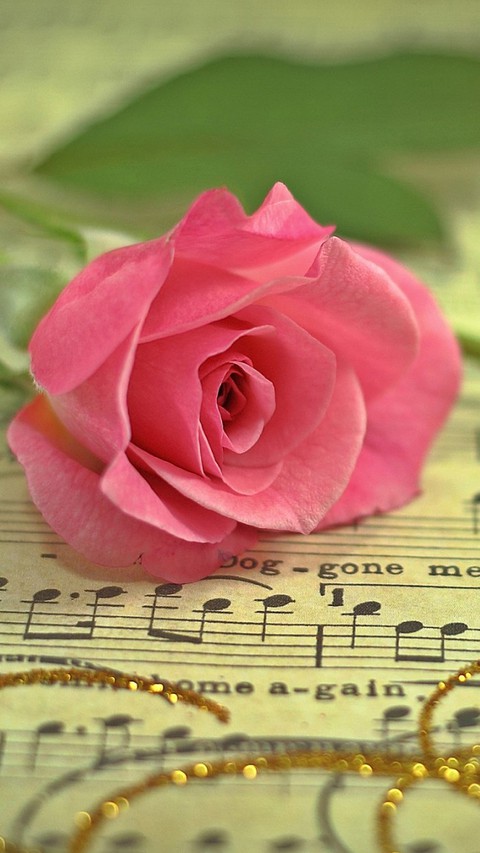 sfondi flower, pink