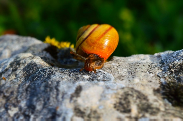 little life