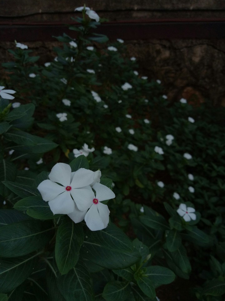 white bloom