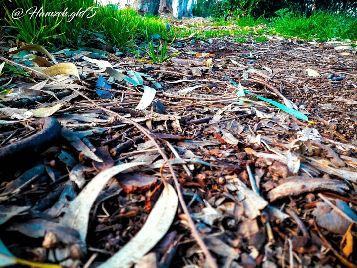Nature