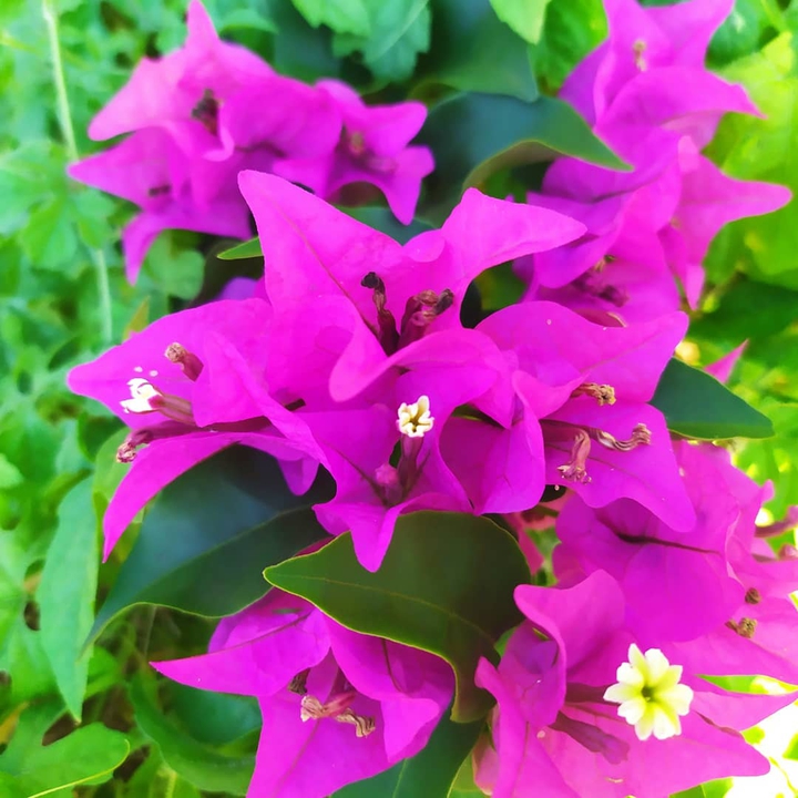 flores