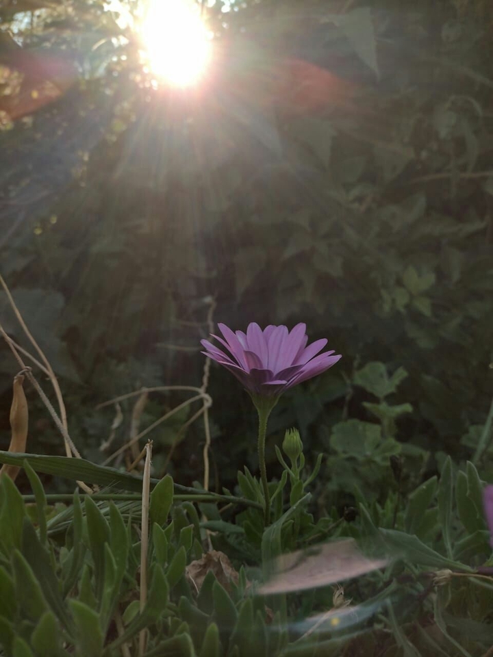 Destello de la flor