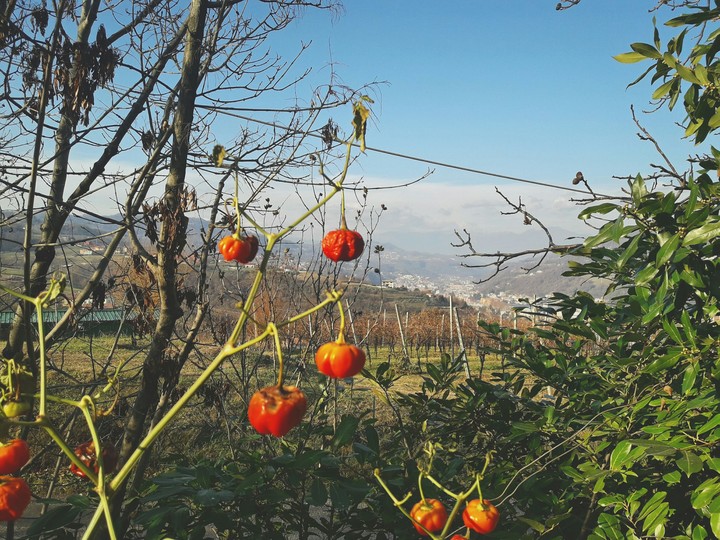peperoncino
