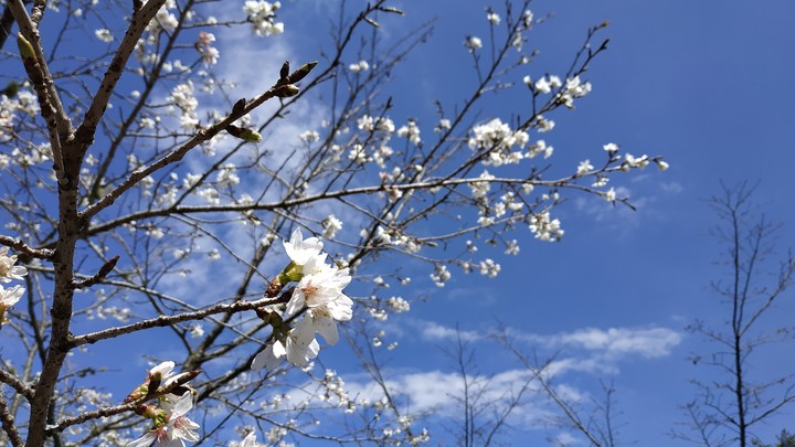 阿里山櫻花