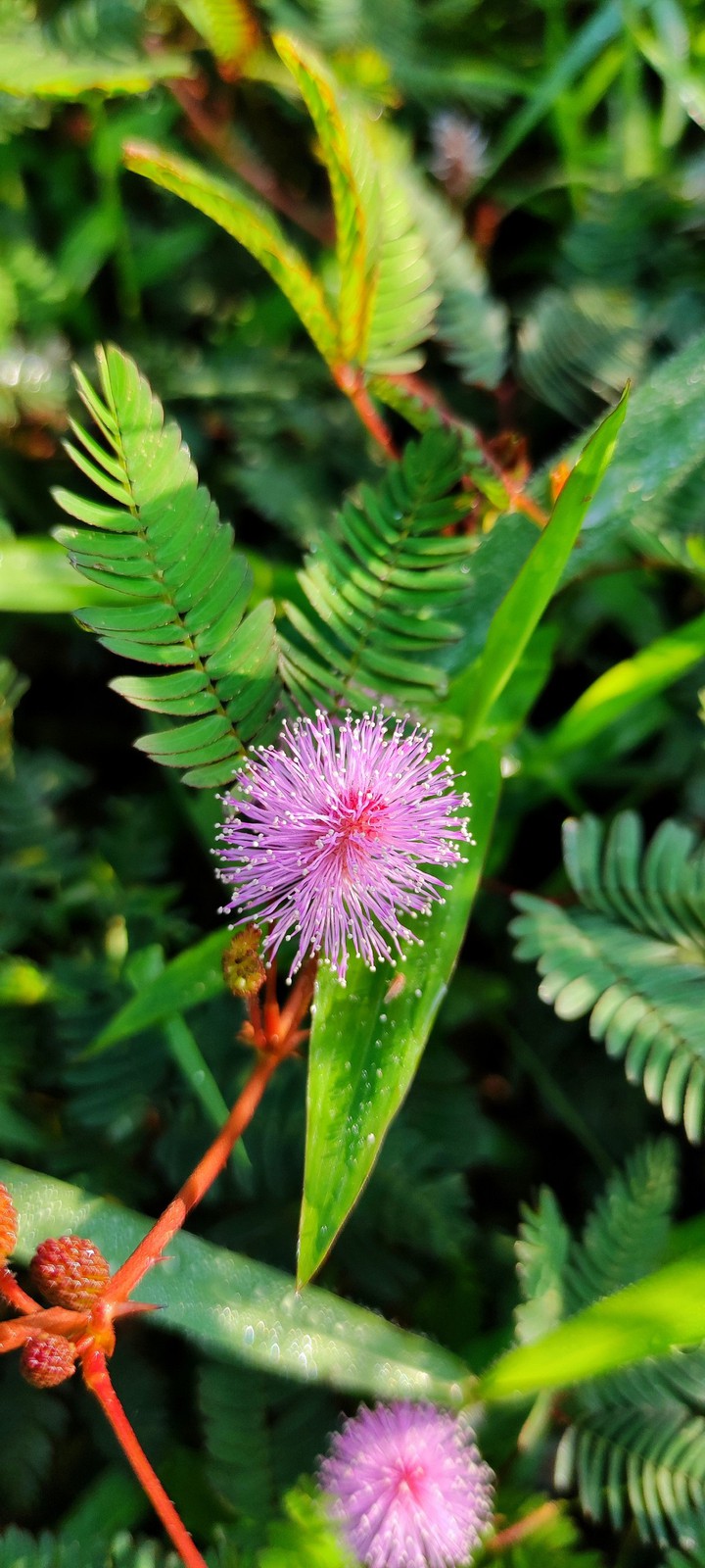wild flower