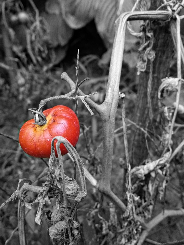 Autumn garden