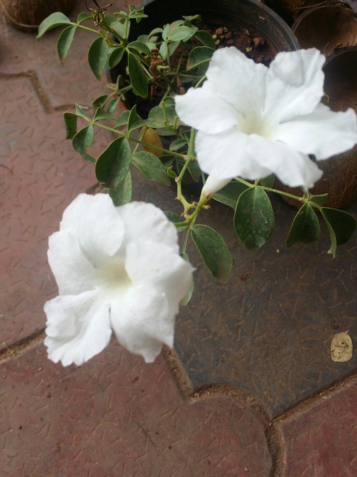 Chilean jasmine(Mandevilla laxa)