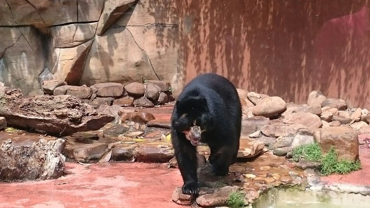 Urso 