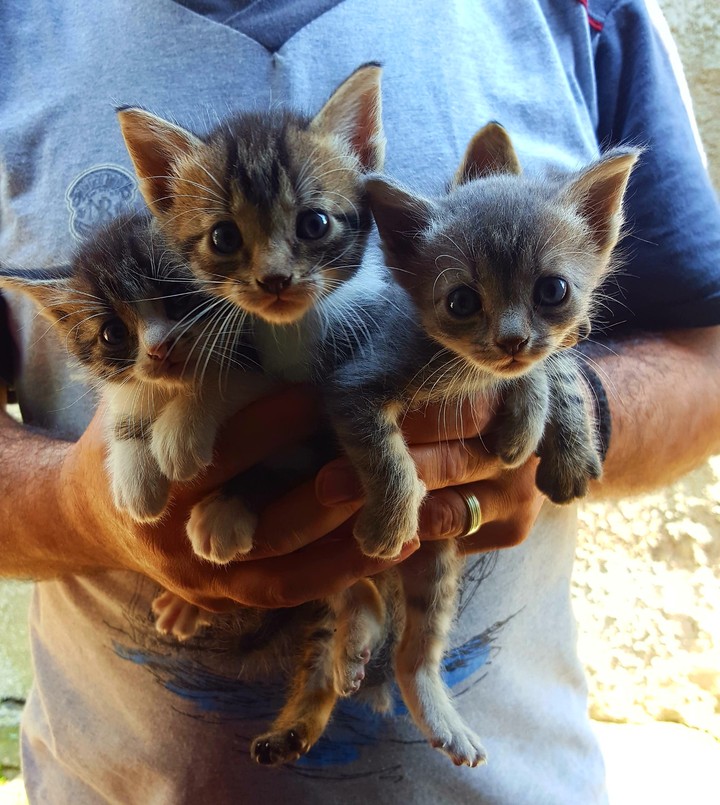 Whiskers, anyone?