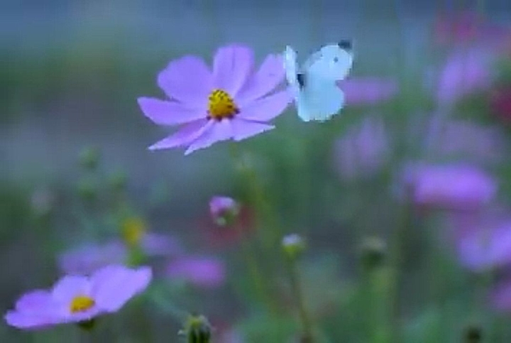butterfly