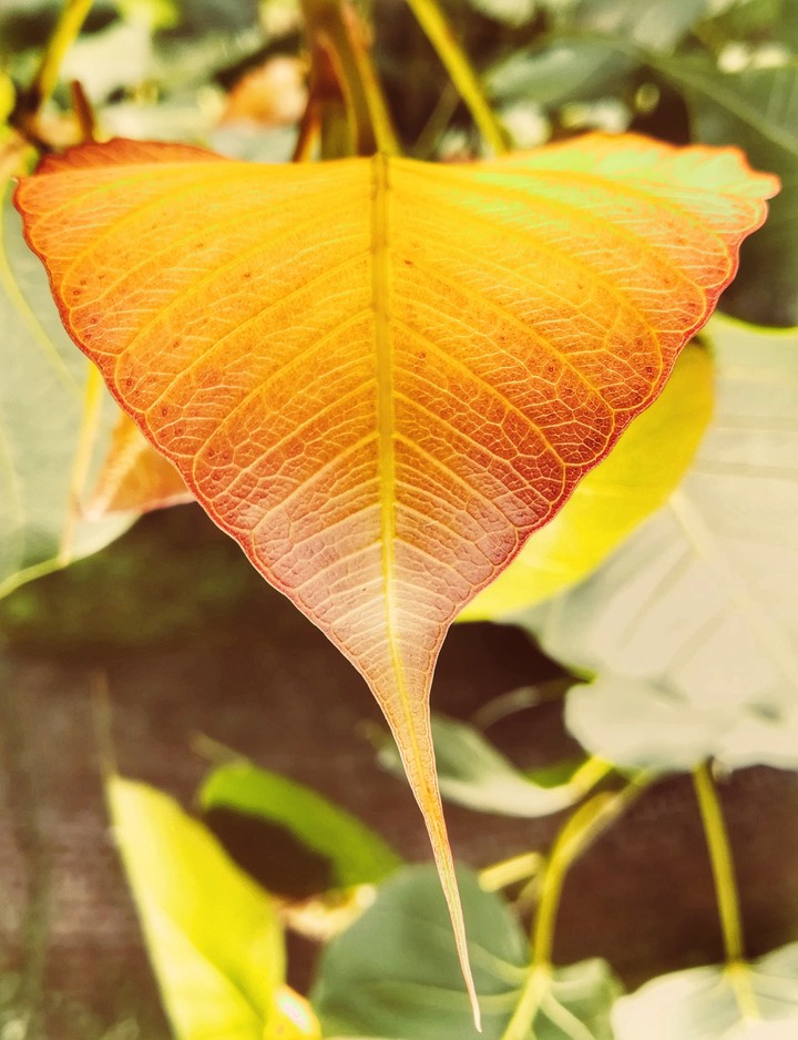 Sacred fig leaf